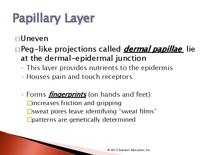 Papillary Layer � Uneven projections called dermal papillae lie at the dermal-epidermal junction �