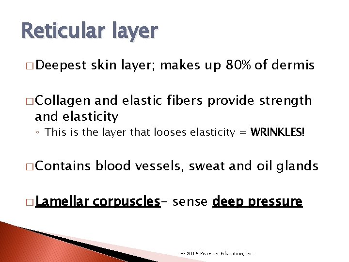 Reticular layer � Deepest skin layer; makes up 80% of dermis � Collagen and