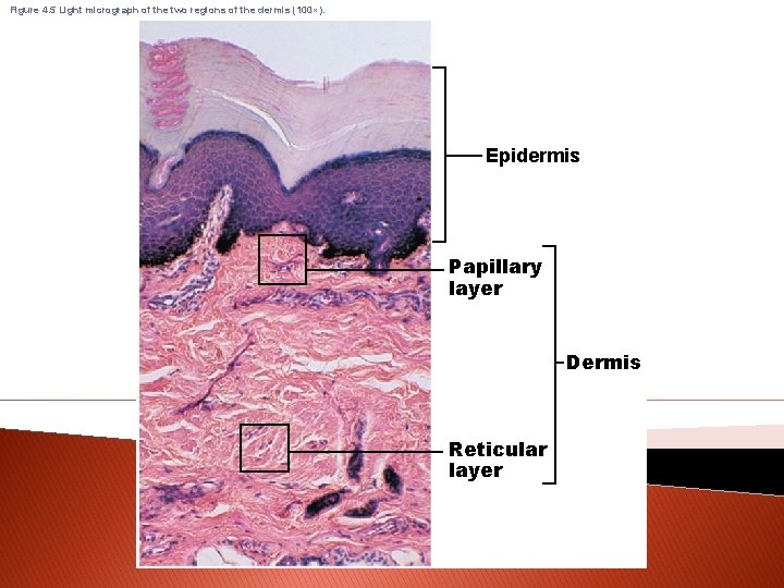 Figure 4. 5 Light micrograph of the two regions of the dermis (100 ×).