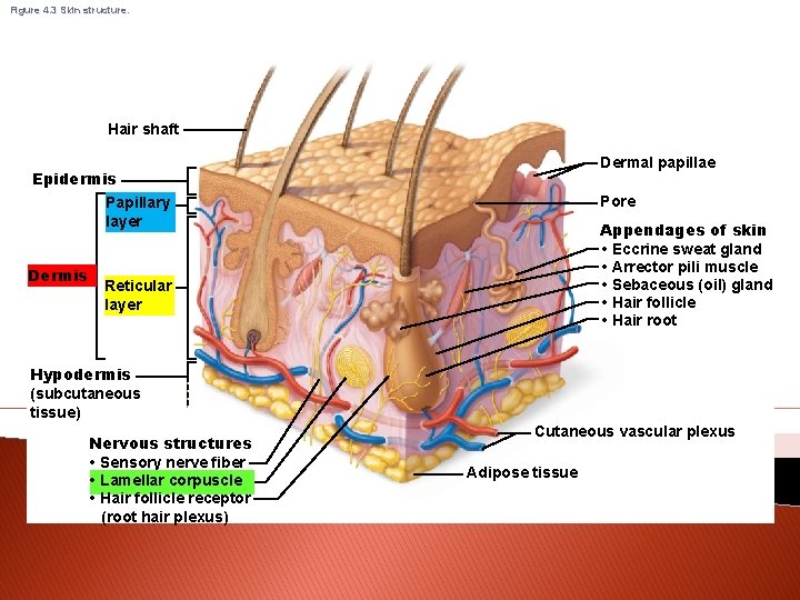 Figure 4. 3 Skin structure. Hair shaft Dermal papillae Epidermis Pore Papillary layer Dermis
