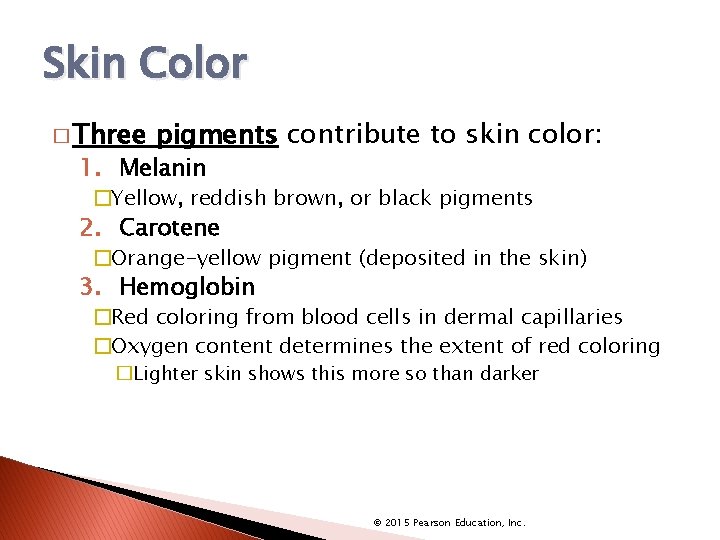 Skin Color � Three pigments contribute to skin color: 1. Melanin �Yellow, reddish brown,