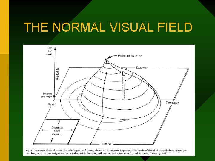 THE NORMAL VISUAL FIELD 