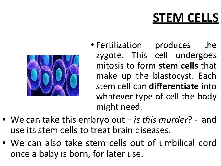 STEM CELLS • Fertilization produces the zygote. This cell undergoes mitosis to form stem