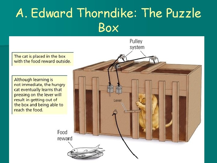 A. Edward Thorndike: The Puzzle Box 