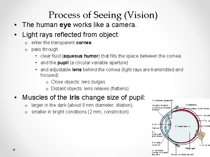 Process of Seeing (Vision) • The human eye works like a camera. • Light