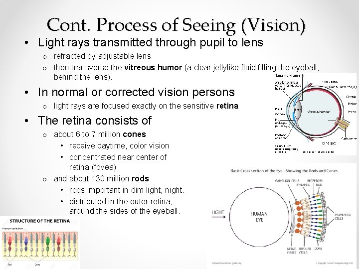 Cont. Process of Seeing (Vision) • Light rays transmitted through pupil to lens o