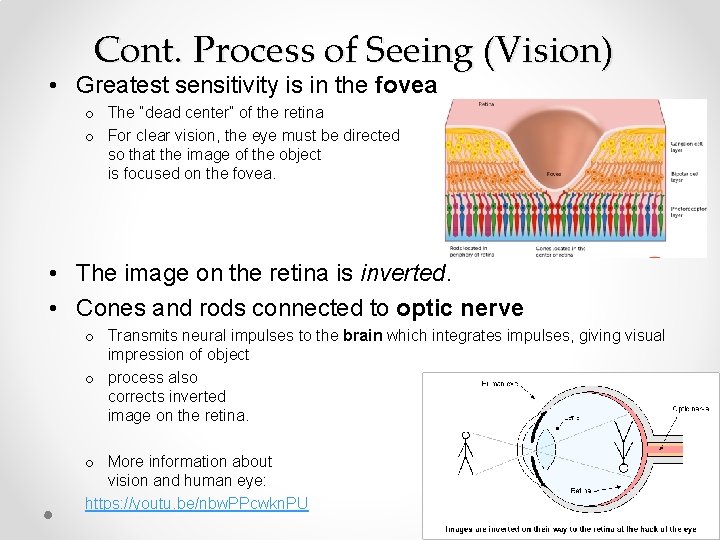 Cont. Process of Seeing (Vision) • Greatest sensitivity is in the fovea o The