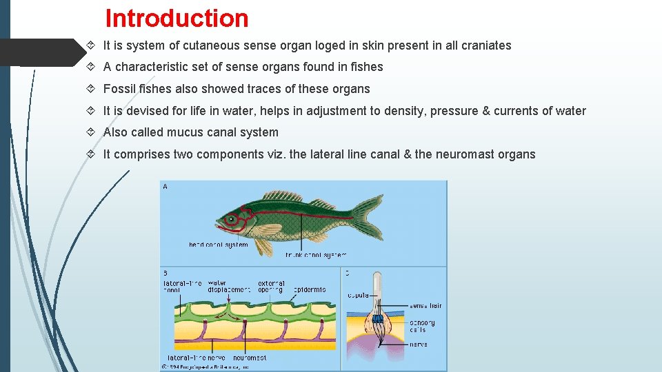 Introduction It is system of cutaneous sense organ loged in skin present in all