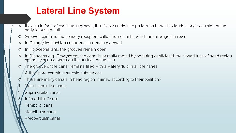 Lateral Line System It exists in form of continuous groove, that follows a definite