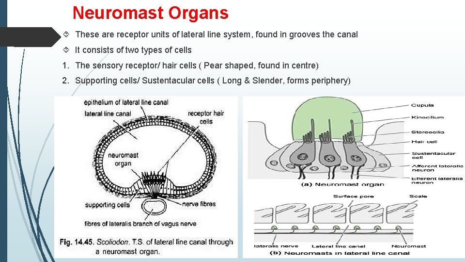 Neuromast Organs These are receptor units of lateral line system, found in grooves the