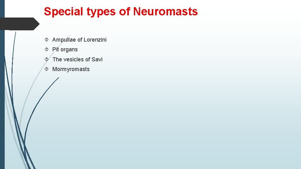 Special types of Neuromasts Ampullae of Lorenzini Pit organs The vesicles of Savi Mormyromasts