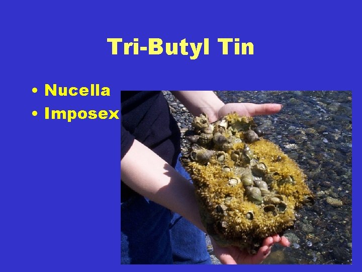 Tri-Butyl Tin • Nucella • Imposex 