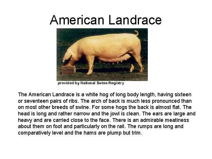 American Landrace The American Landrace is a white hog of long body length, having
