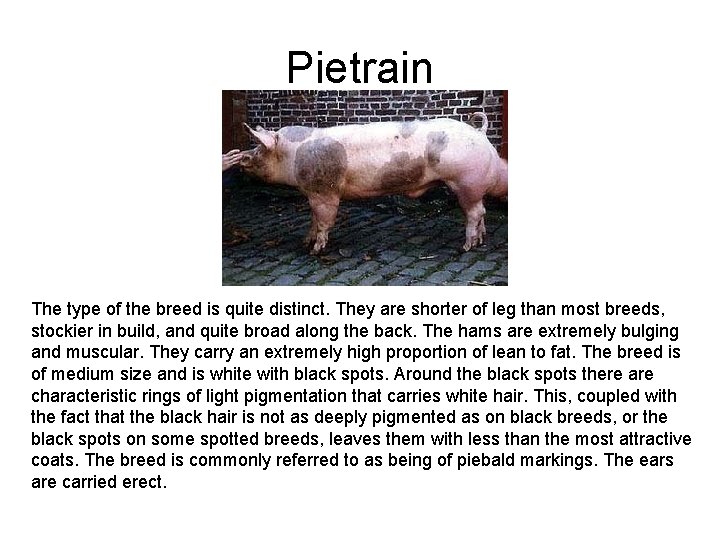 Pietrain The type of the breed is quite distinct. They are shorter of leg