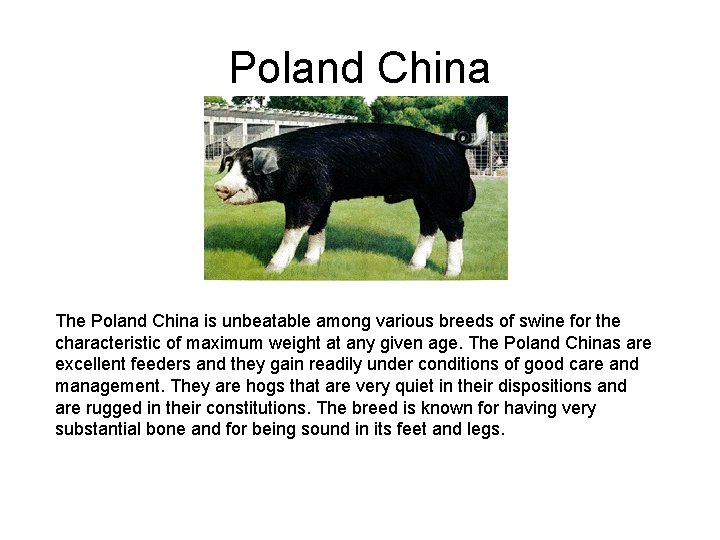 Poland China The Poland China is unbeatable among various breeds of swine for the