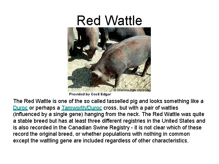 Red Wattle The Red Wattle is one of the so called tasselled pig and