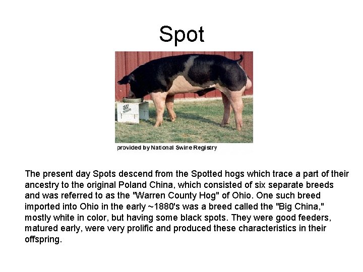 Spot The present day Spots descend from the Spotted hogs which trace a part