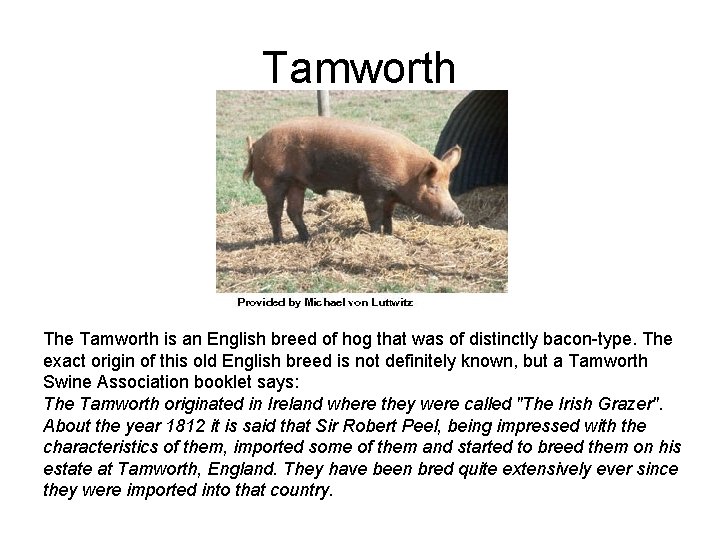 Tamworth The Tamworth is an English breed of hog that was of distinctly bacon-type.