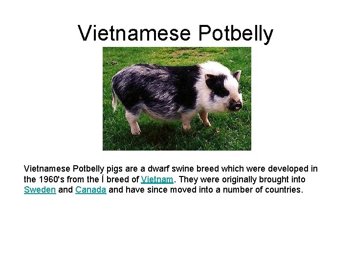 Vietnamese Potbelly pigs are a dwarf swine breed which were developed in the 1960's