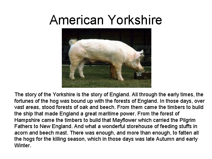 American Yorkshire The story of the Yorkshire is the story of England. All through