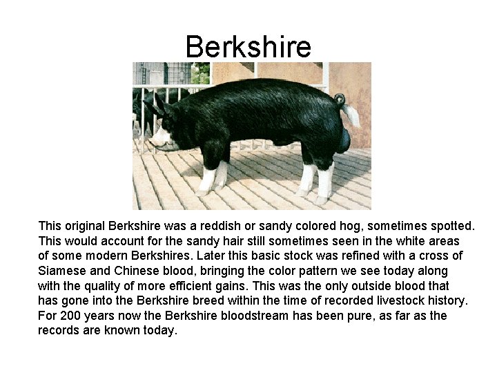 Berkshire This original Berkshire was a reddish or sandy colored hog, sometimes spotted. This