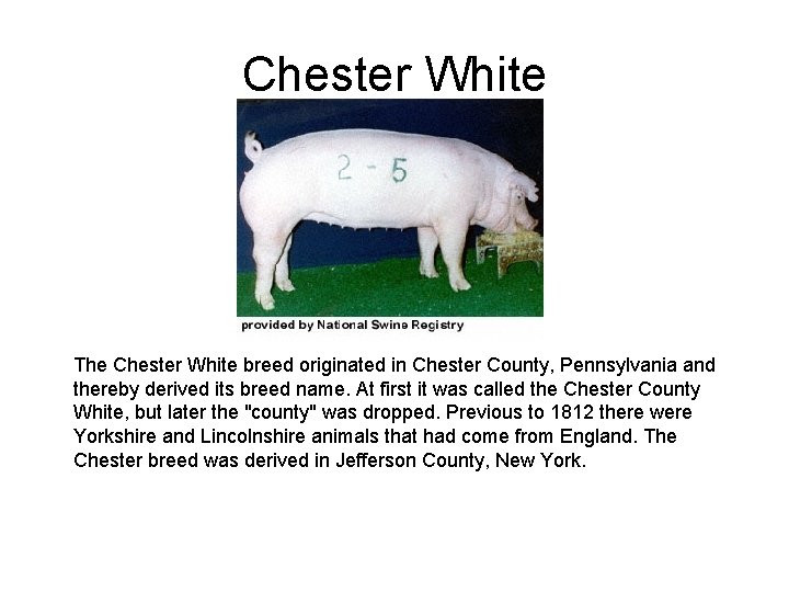 Chester White The Chester White breed originated in Chester County, Pennsylvania and thereby derived