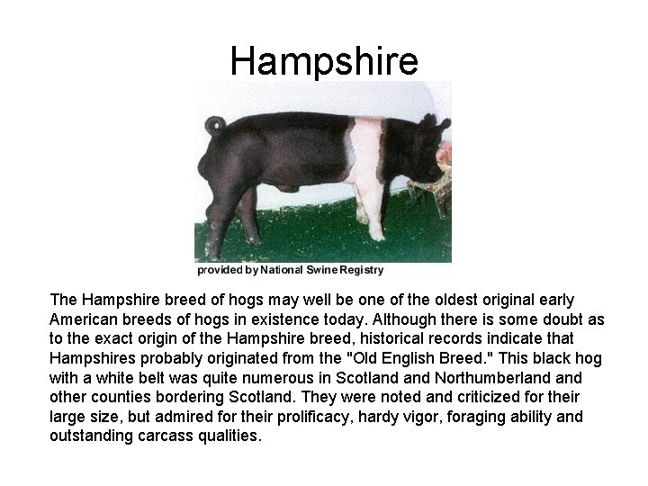 Hampshire The Hampshire breed of hogs may well be one of the oldest original
