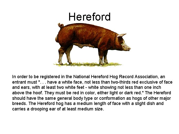 Hereford In order to be registered in the National Hereford Hog Record Association, an