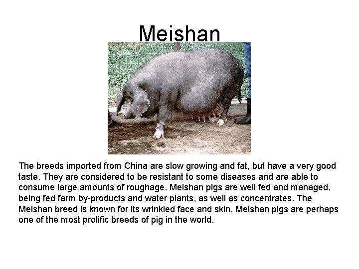 Meishan The breeds imported from China are slow growing and fat, but have a