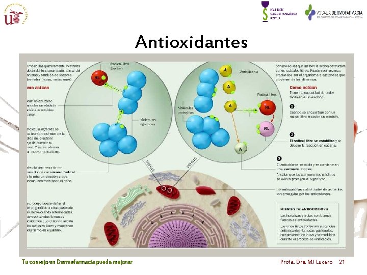 Antioxidantes Tu consejo en Dermofarmacia puede mejorar Profa. Dra. MJ Lucero 21 Antioxidantes Tu consejo en Dermofarmacia puede mejorar Profa. Dra. MJ Lucero 21