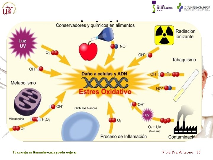 Antioxidantes Tu consejo en Dermofarmacia puede mejorar Profa. Dra. MJ Lucero 23 Antioxidantes Tu consejo en Dermofarmacia puede mejorar Profa. Dra. MJ Lucero 23