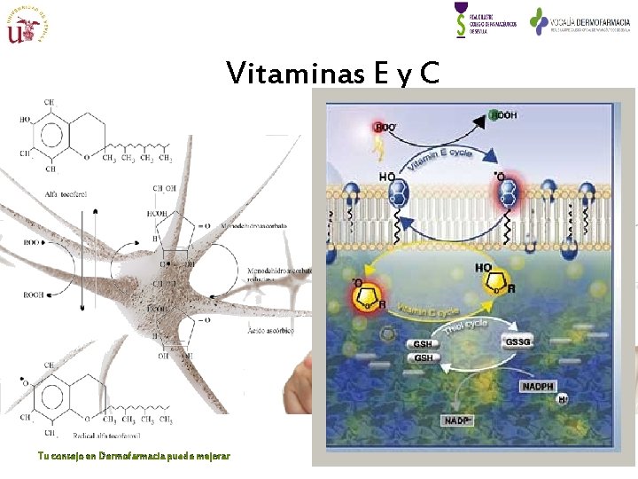 Vitaminas E y C Tu consejo en Dermofarmacia puede mejorar Profa. Dra. MJ Lucero Vitaminas E y C Tu consejo en Dermofarmacia puede mejorar Profa. Dra. MJ Lucero