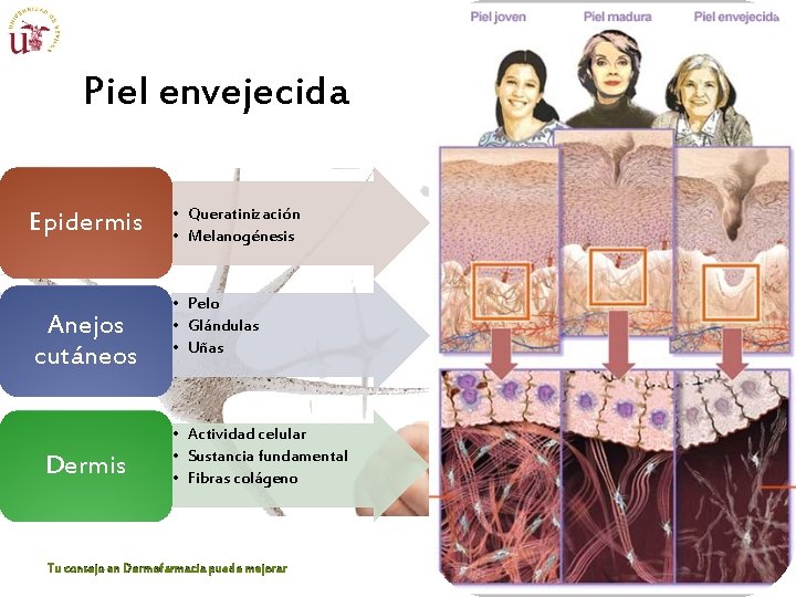Piel envejecida Epidermis Anejos cutáneos Dermis • Queratinización • Melanogénesis • Pelo • Glándulas Piel envejecida Epidermis Anejos cutáneos Dermis • Queratinización • Melanogénesis • Pelo • Glándulas