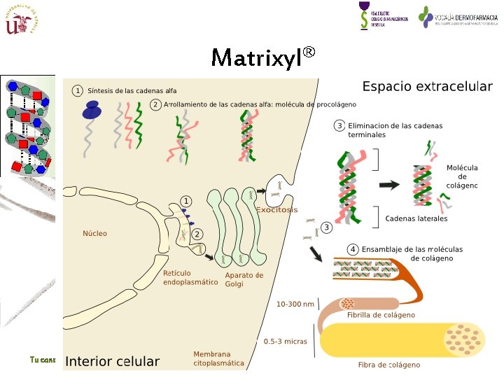 Matrixyl® Tu consejo en Dermofarmacia puede mejorar Profa. Dra. MJ Lucero 42 Matrixyl® Tu consejo en Dermofarmacia puede mejorar Profa. Dra. MJ Lucero 42