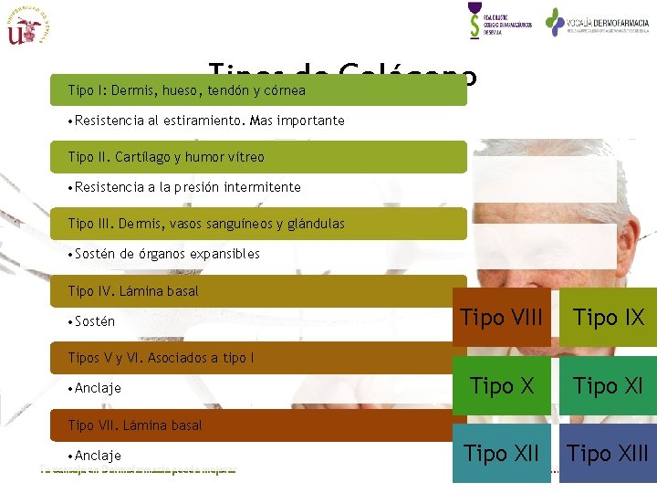 Tipos de Colágeno Tipo I: Dermis, hueso, tendón y córnea • Resistencia al estiramiento. Tipos de Colágeno Tipo I: Dermis, hueso, tendón y córnea • Resistencia al estiramiento.