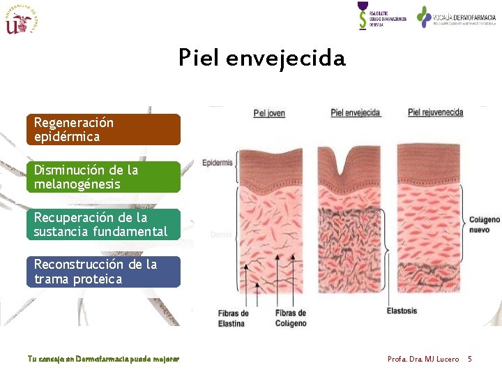 Piel envejecida Regeneración epidérmica Disminución de la melanogénesis Recuperación de la sustancia fundamental Reconstrucción Piel envejecida Regeneración epidérmica Disminución de la melanogénesis Recuperación de la sustancia fundamental Reconstrucción