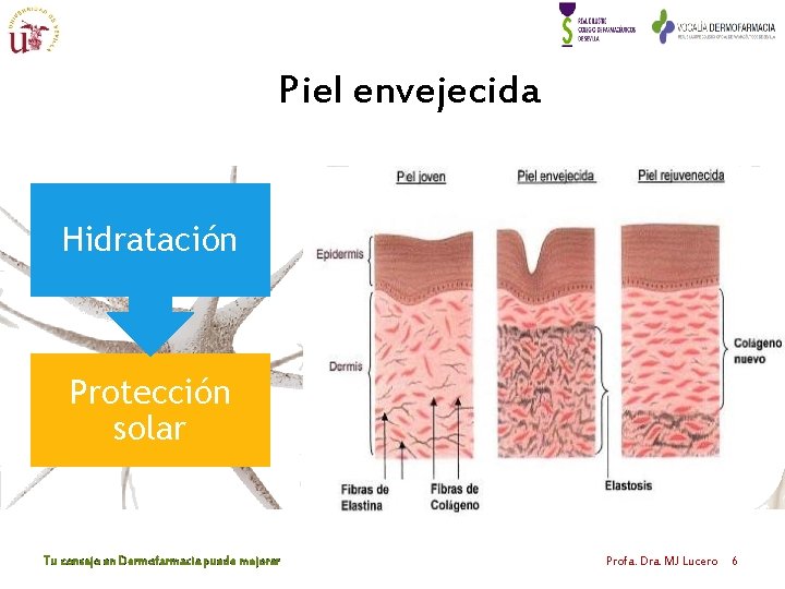 Piel envejecida Hidratación Protección solar Tu consejo en Dermofarmacia puede mejorar Profa. Dra. MJ Piel envejecida Hidratación Protección solar Tu consejo en Dermofarmacia puede mejorar Profa. Dra. MJ