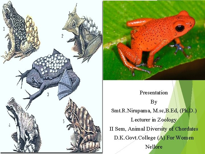 Presentation By Smt. R. Nirupama, M. sc, B. Ed, (Ph. D. ) Lecturer in