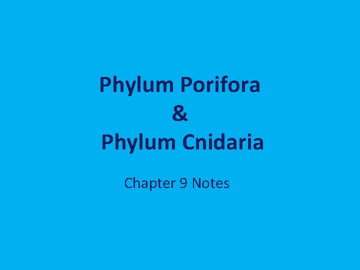 Phylum Porifora & Phylum Cnidaria Chapter 9 Notes 