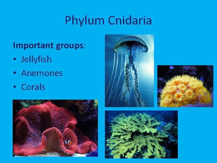 Phylum Cnidaria Important groups: • Jellyfish • Anemones • Corals 