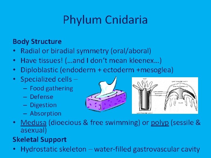 Phylum Cnidaria Body Structure • Radial or biradial symmetry (oral/aboral) • Have tissues! (…and