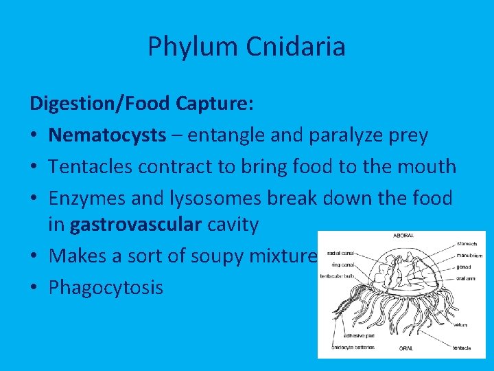 Phylum Cnidaria Digestion/Food Capture: • Nematocysts – entangle and paralyze prey • Tentacles contract