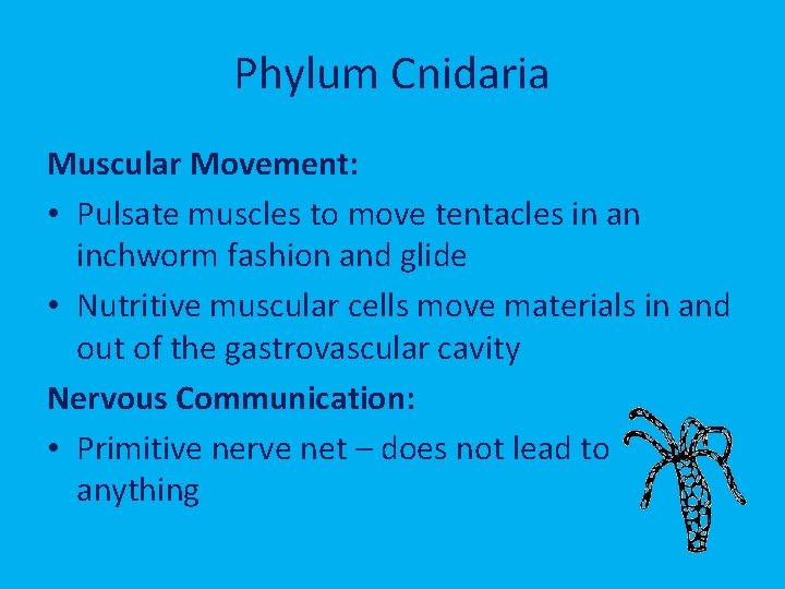 Phylum Cnidaria Muscular Movement: • Pulsate muscles to move tentacles in an inchworm fashion