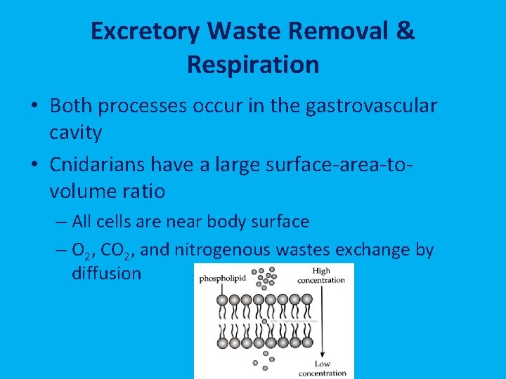Excretory Waste Removal & Respiration • Both processes occur in the gastrovascular cavity •