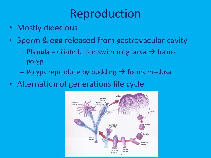 Reproduction • Mostly dioecious • Sperm & egg released from gastrovacular cavity – Planula