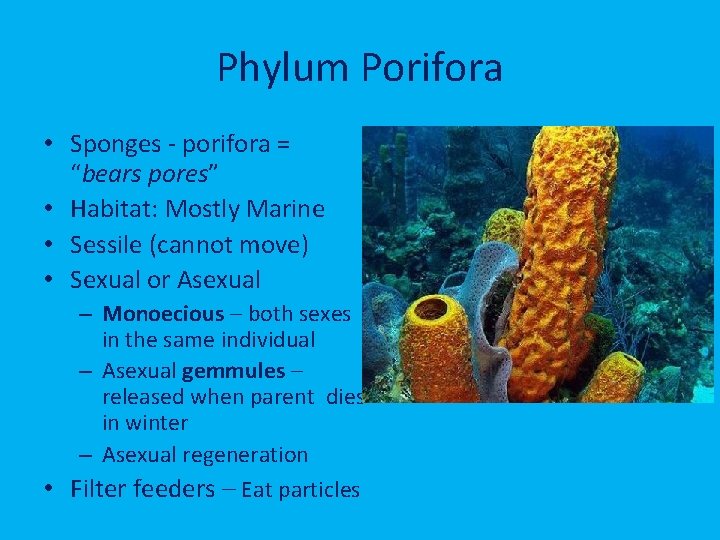 Phylum Porifora • Sponges - porifora = “bears pores” • Habitat: Mostly Marine •