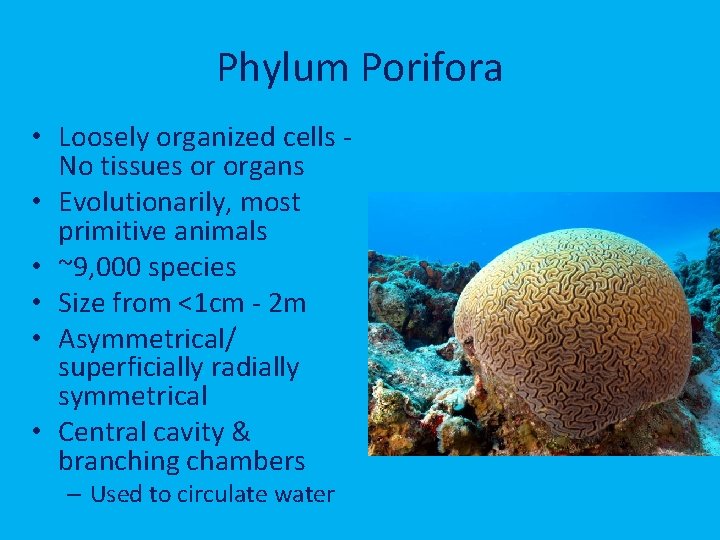 Phylum Porifora • Loosely organized cells No tissues or organs • Evolutionarily, most primitive