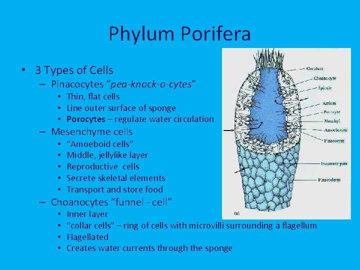 Phylum Porifera • 3 Types of Cells – Pinacocytes “pea-knock-o-cytes” • Thin, flat cells