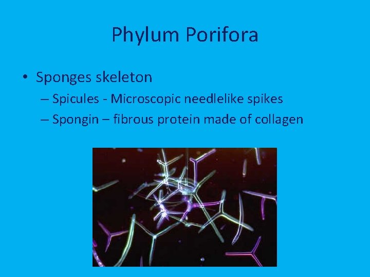 Phylum Porifora • Sponges skeleton – Spicules - Microscopic needlelike spikes – Spongin –