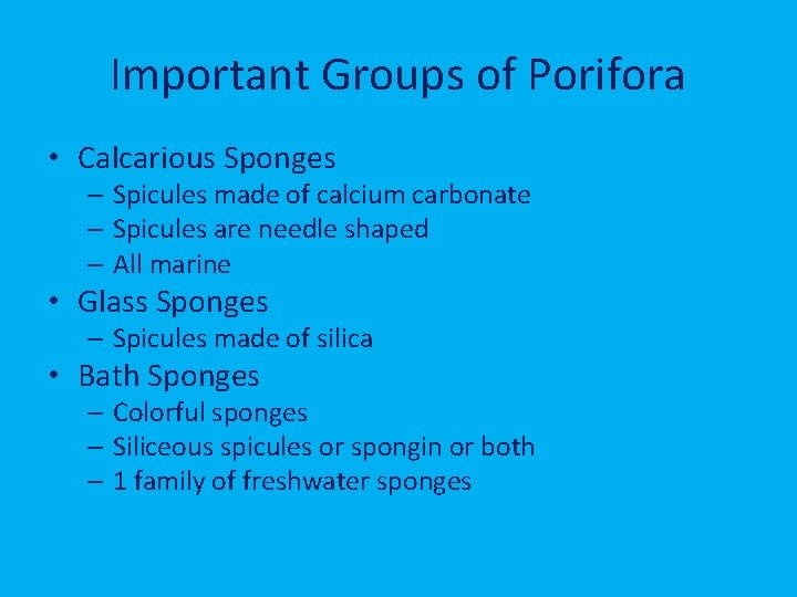 Important Groups of Porifora • Calcarious Sponges – Spicules made of calcium carbonate –